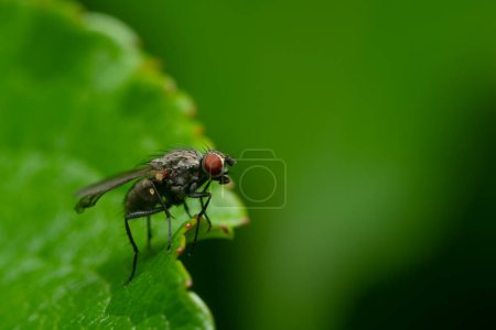 Téléchargez les photos : Belle image d'une mouche au foyer assise sur une feuille verte, fond vert flou, Mouche Gros plan macro Fly - en image libre de droit