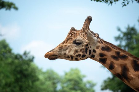 Téléchargez les photos : Joli détail de la tête de girafe de Rothschild par une journée ensoleillée - en image libre de droit