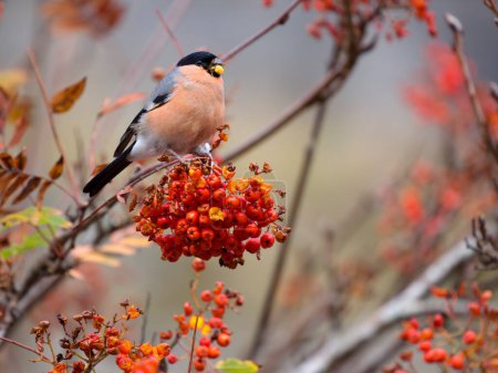 Bullfinch, Pyrrhula pyrhula, Aves macho solteras alimentándose en Rowan tree, Gales, Noviembre 2022 
