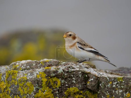 Snow bunting, Plectrophenax nivalis, single male on rock, Gloucestershire, October 2022