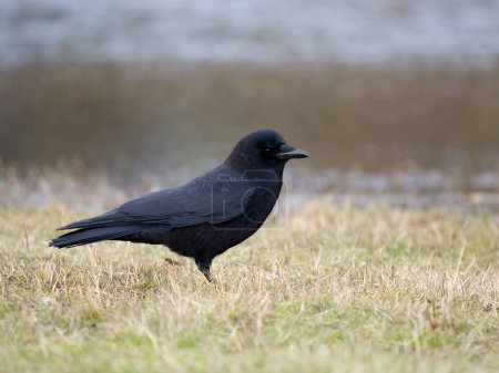 Téléchargez les photos : American crow, Corvus brachyrhynchos, single bird on ground, British Columbia, Canada, December 2022 - en image libre de droit
