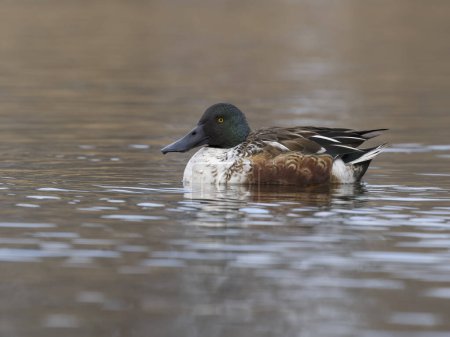 Photo for Northern shoveler, Spatula clypeata, single male on water, British Columbia, Canada, December 2022 - Royalty Free Image