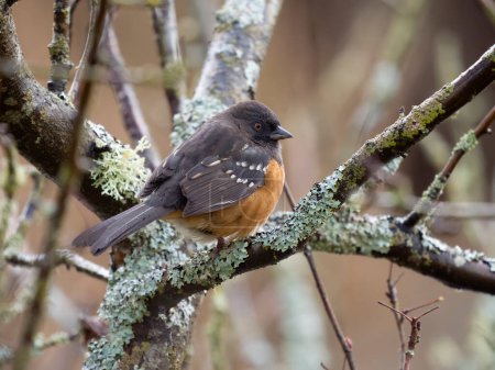 Foto de Spotted towhee, Pipilo maculatus, single bird on branch, British Columbia, Canada, December 2022 - Imagen libre de derechos
