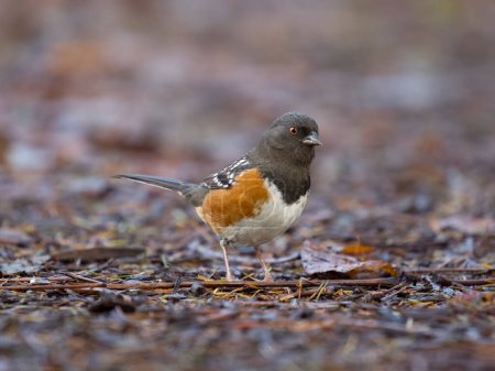 Foto de Spotted towhee, Pipilo maculatus, single bird on ground, British Columbia, Canada, December 2022 - Imagen libre de derechos