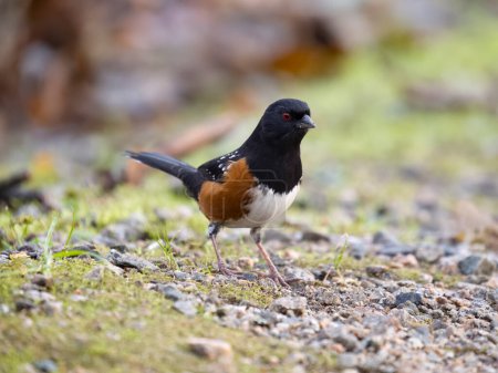 Foto de Spotted towhee, Pipilo maculatus, single bird on ground, British Columbia, Canada, December 2022 - Imagen libre de derechos
