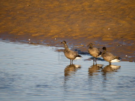 Photo for Brent goose, Branta bernicla, group of birds by water, Norfolk, February 2023 - Royalty Free Image