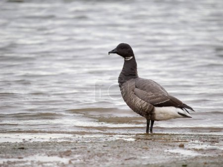 Foto de Brent goose, Branta bernicla, Dark bellied,  single bird by water, Norfolk, February 2023 - Imagen libre de derechos