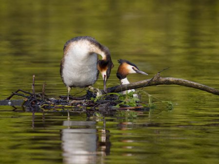 Great-crested grebe, Podiceps cristatus, two birds bgy nest, West Midlands, May 2023