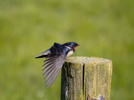 Foto de Golondrina, Hirundo rustica, pájaro soltero en el puesto, Yorkshire, mayo 2023 - Imagen libre de derechos