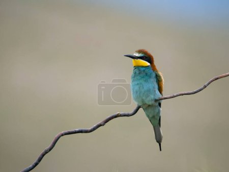 Photo for European bee-eater, Merops apiaster, single bird on branch, Bulgaria, June 2023 - Royalty Free Image