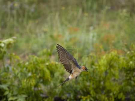 Foto de Golondrina, Cecropis daurica, ave soltera en vuelo, Bulgaria, junio 2023 - Imagen libre de derechos
