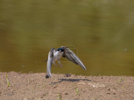 Foto de House martin, Delichon urbicum, single bird collecting mud, Warwickshire, junio 2023 - Imagen libre de derechos