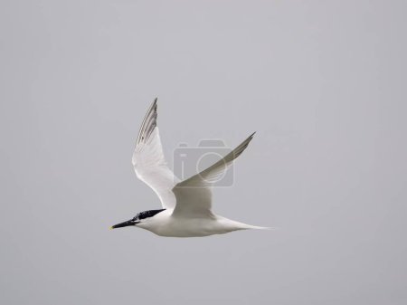 Photo for Sandwich tern, Sterna sandvicensis, single bird in flight, Anglesey, Wales, June 2023 - Royalty Free Image
