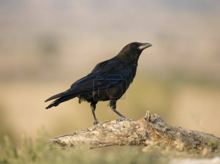 Carrion crow, Corvus corone, single bird on branch, Spain, July 2023