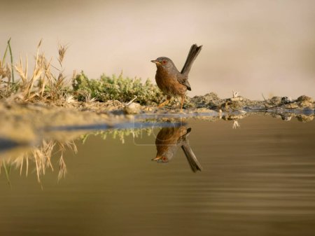 Photo for Dartford warbler, Curruca undata, single bird by water, Spain, July 2023 - Royalty Free Image