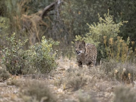 Photo for Iberain lynx, Lynx pardinus, single cat in forest, Spain, Septermber 2023 - Royalty Free Image