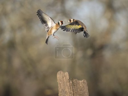 Goldfinch, Carduelis carduelis, dos pájaros figting, Essex, enero 2024