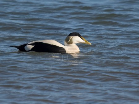 Eider duck, Somateria mollissima, Single male bird on water, Northumberland, February 2024