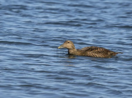 Eider duck, Somateria mollissima, Single female bird on water, Northumberland, February 2024