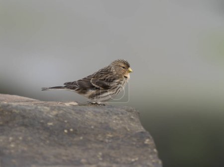 Twite, Linaria flavirostris, Einzelvogel auf Stein, Northumberland, Februar 2024