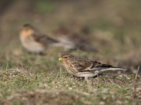 Twite, Linaria flavirostris, Einzelvogel auf Gras, Northumberland, Februar 2024