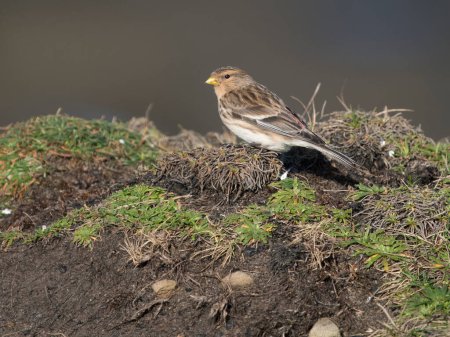 Twite, Linaria flavirostris, Einzelvogel auf Gras, Northumberland, Februar 2024