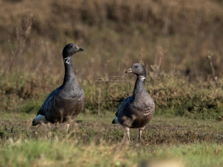Brent goose, Branta bernicla, two geese on grass, Norfolk, February 2024
