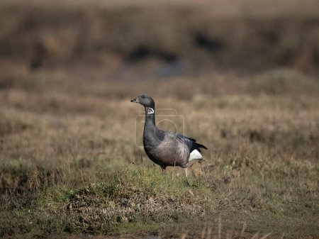 Brent goose, Branta bernicla, single goose on grass, Norfolk, February 2024