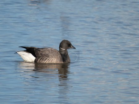 Brent goose, Branta bernicla, single goose on water, Norfolk, February 2024