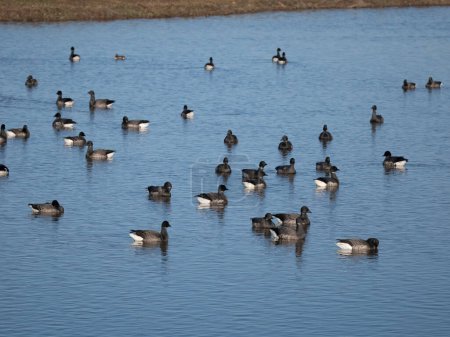 Foto de Ganso Brent, Branta bernicla, bandada de gansos en el agua, Norfolk, febrero 2024 - Imagen libre de derechos