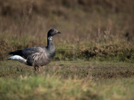 Brent goose, Branta bernicla, single goose on grass, Norfolk, February 2024