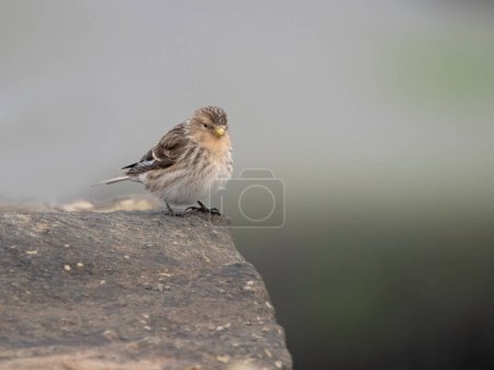 Twite, Linaria flavirostris, single bird on rock, Northumberland, February 2024