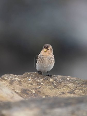 Twite, Linaria flavirostris, single bird on rock, Northumberland, February 2024