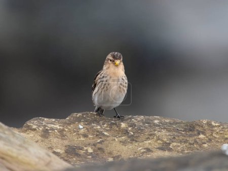 Twite, Linaria flavirostris, Oiseau solitaire sur roche, Northumberland, février 2024