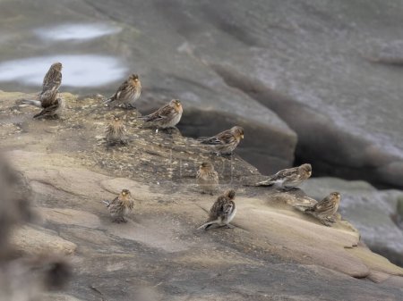 Twite, Linaria flavirostris, Vogelgruppe auf Felsen, Northumberland, Februar 2024