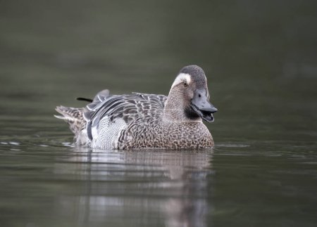 Garganey, Spatula querquedula, single male on water, West Midlands, March 2024