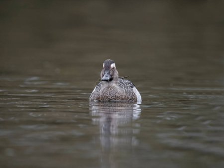 Garganey, Espátula querquedula, macho soltero en el agua, West Midlands, marzo 2024