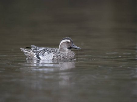 Garganey, Spatula querquedula, single male on water, West Midlands, March 2024
