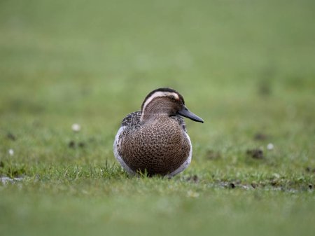 Garganey, Spatula querquedula, single male on grass, West Midlands, March 2024