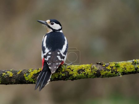 Pájaro carpintero de grandes manchas, Dendrocopos major, Aves solteras en rama, Warwickshire, marzo de 2024