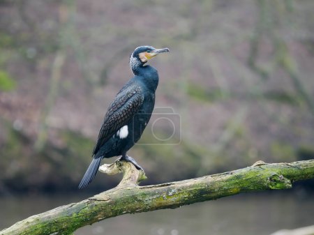 Great cormorant, Phalacrocorax carbo, single bird on branch, West Midlands,  March 2024