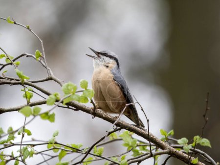Nuthatch, Sitta europaea, single bird singing on branch, Warwickshire, March 2024