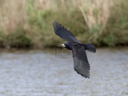 Rook, Corvus frugilegus, single bird in flight, Gloucestershire, April 2024