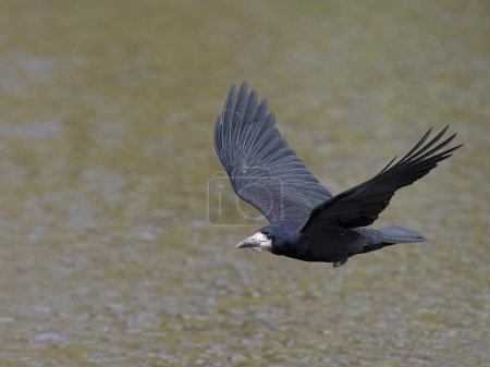 Rook, Corvus frugilegus, single bird in flight, Gloucestershire, April 2024