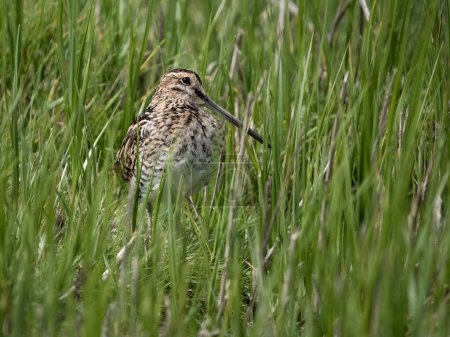 Common snipe, Gallinago gallinago, single bird in reeds, Kent, April 2024