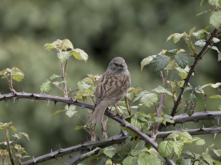 Dunnock, Prunella modularis, Oiseau solitaire en ronce, Sussex, avril 2024