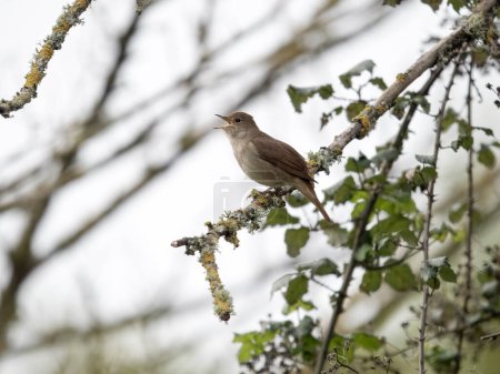 Nightingale, Luscinia megarhynchos, Single bird singing on branch, Sussex, April 2024