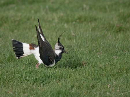 Lapwing norte, Vanellus vanellus, pájaro macho soltero mostrando, Kent, abril 2024