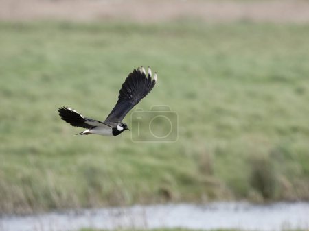 Kiebitz, Vanellus vanellus, einzelner Vogel im Flug, Kent, April 2024