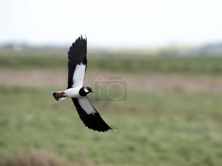 Northern lapwing, Vanellus vanellus, single bird in flight, Kent, April 2024